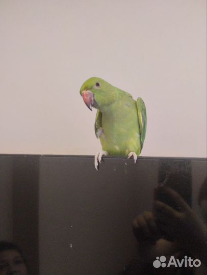 Ожереловый попугай