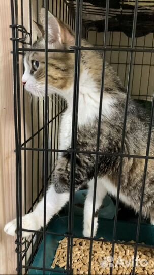 Кошка в дар