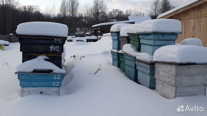 Продам улья и ловушки для пчёл