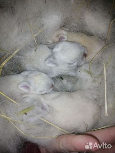 Кролик карлик