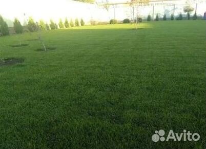 Газон рулонный