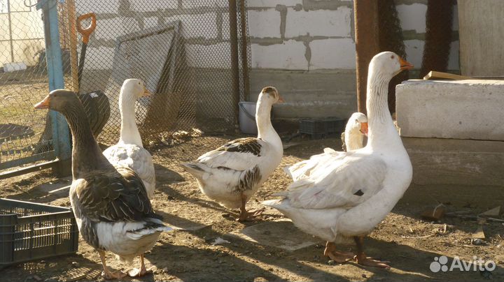 Гуси гибриды