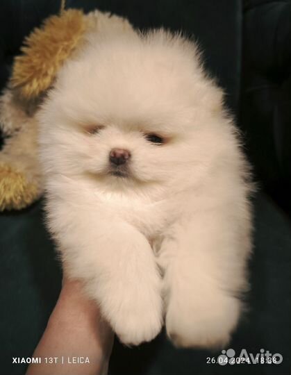 Шпиц белый мальчик