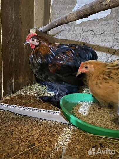 Кохинхины мини