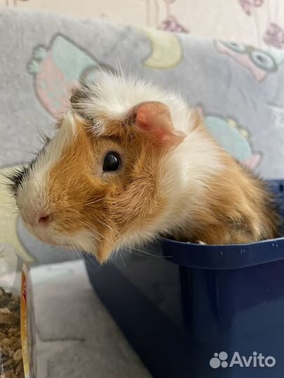 Морская свинка бесплатно