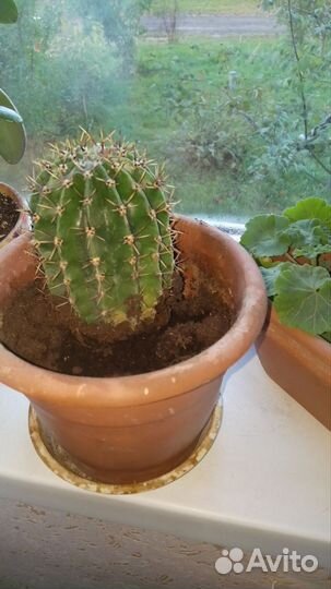 Кактус, денежное дерево