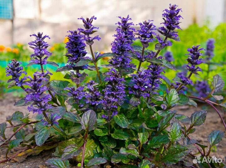 Растения для сада, клумб и горок