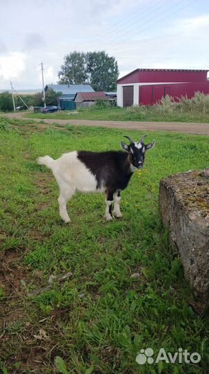 Коза дойная