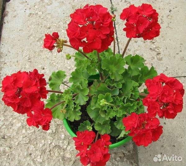 Герани / пеларгонии (укорененные черенки)