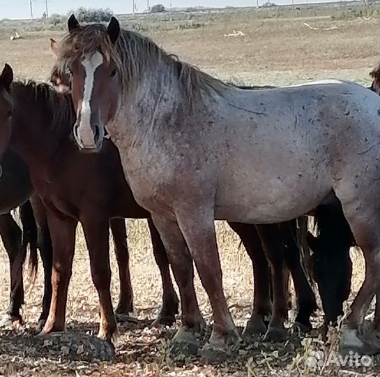 Кобылы с жеребцом