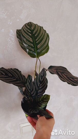 Калатеи разные сорта