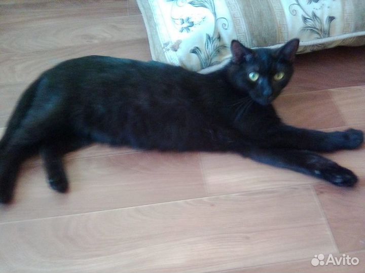 Молоденький котик Фауст