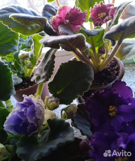 Не купили подарки Подарите фиалки