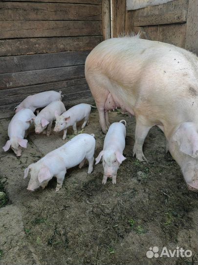 Продаю поросят порода ландрас