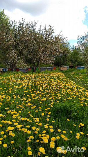 Мёд Мёд липовый цветочный 2023 в наличии