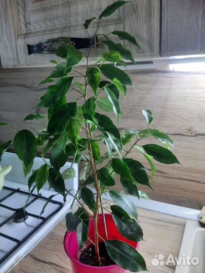 Домашние растения