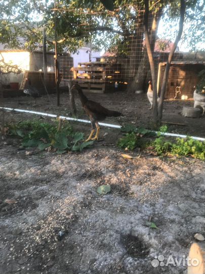 Бойцовые куры