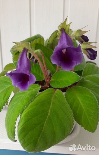 Глоксиния цветущая