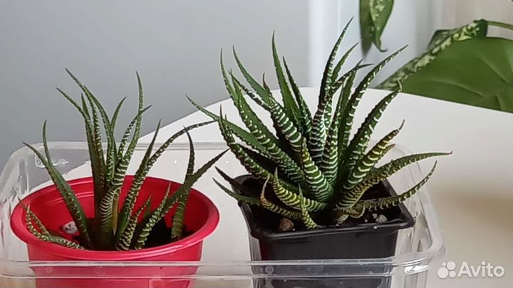 Гиппиаструм