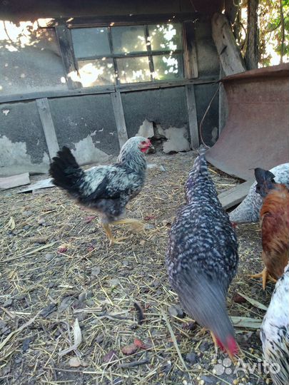 Петушки, молодой петух