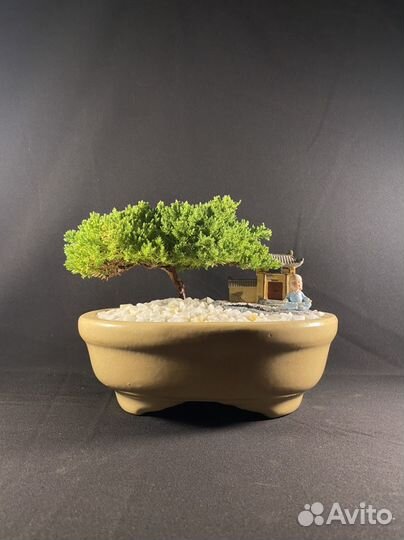 Дерево бонсай живое
