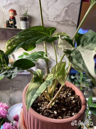 Сингониум imperial white