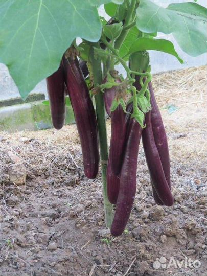 Баклажан 