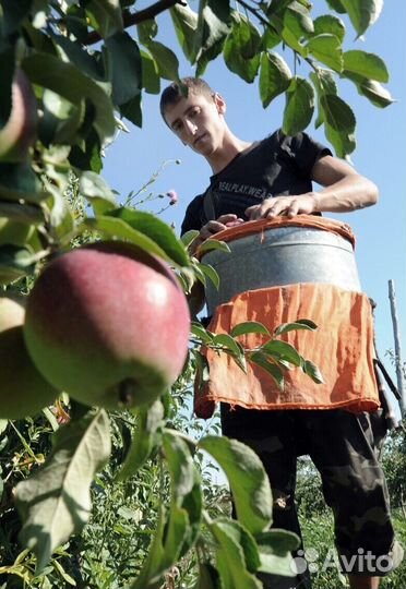 Сборщик яблок. Вахта