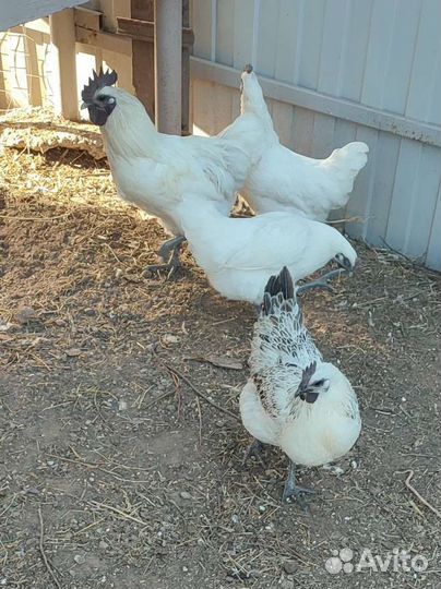 Молодые петухи