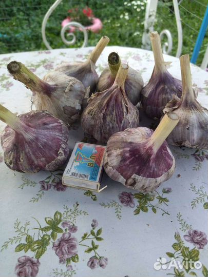 Продам Чеснок