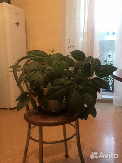 Клеродендрум