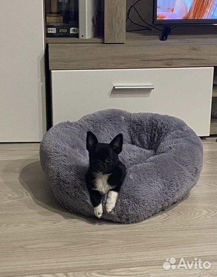 Выгул, рисмотр за питомцем, передержка