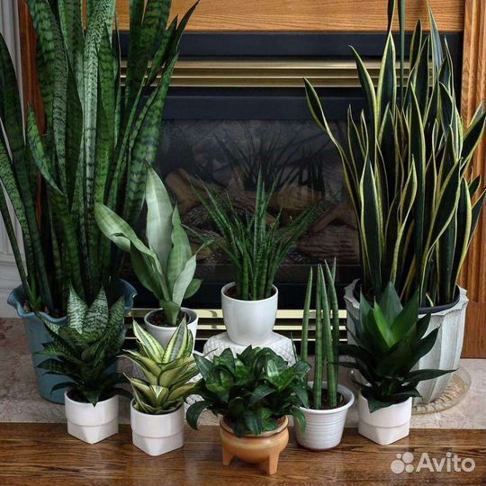 Сансевиерии сортовые