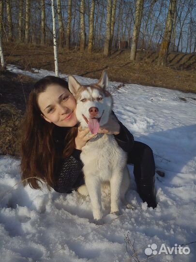 Выгул собак