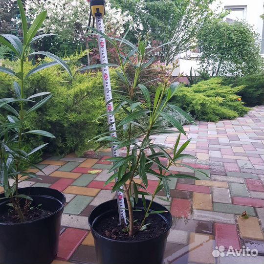 Олеандр махровый