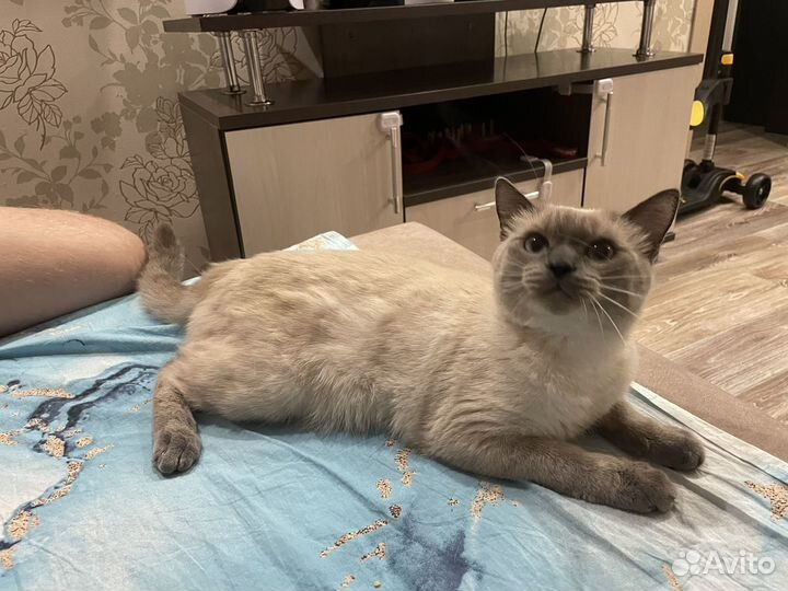 Отдам кота в добрые руки
