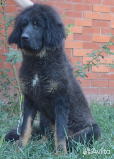 Тибетский мастиф- готовый охранник