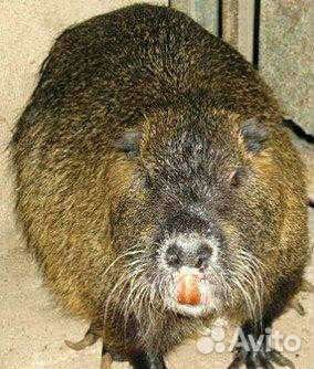 Нутрии малыши