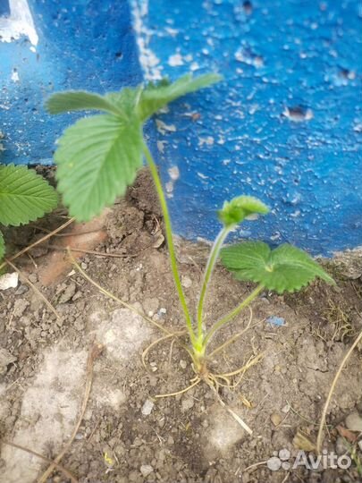 Земклуника пенелопа ростки