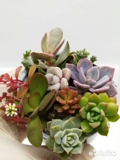 Красивые суккуленты 8