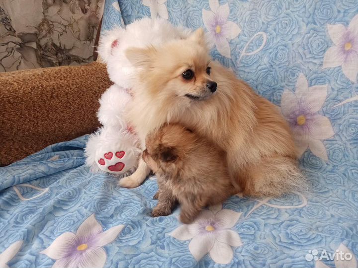 Девочка шпица миник