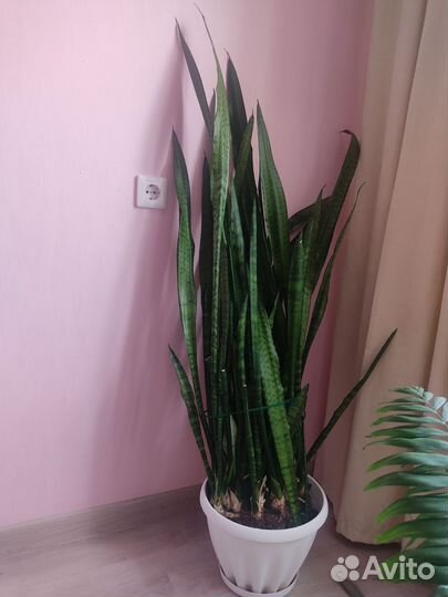 Цветок щучий хвост