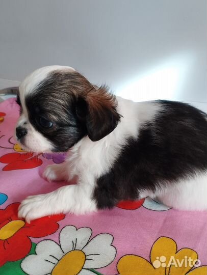 Щенки чихуахуа