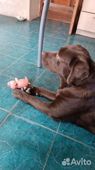 Кобель лабрадора вязка