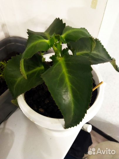 Каланхоэ лечебное