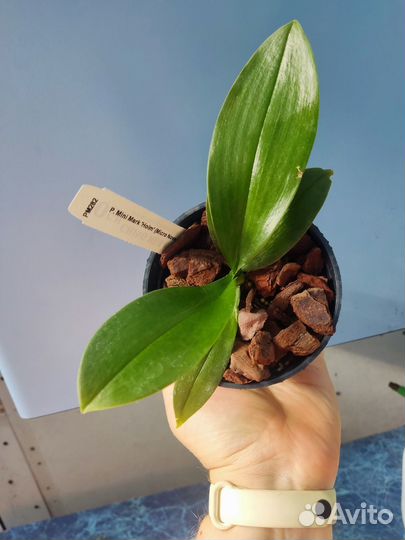 Орхидея Фаленопсис P. Mini Mark 'Holm'