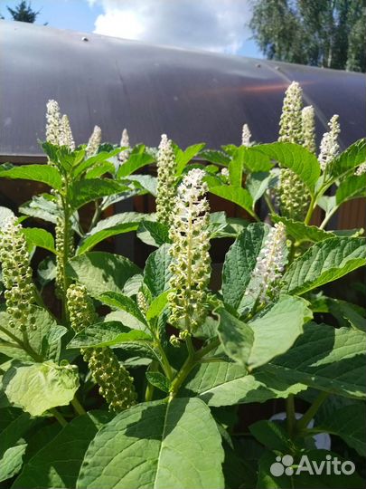 Лаконос, семена(10 шт.)