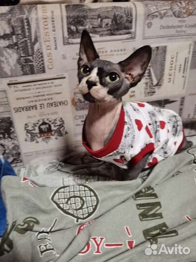 Донской сфинкс