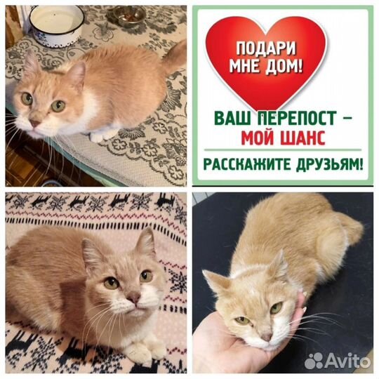 Кошечка в поисках дома