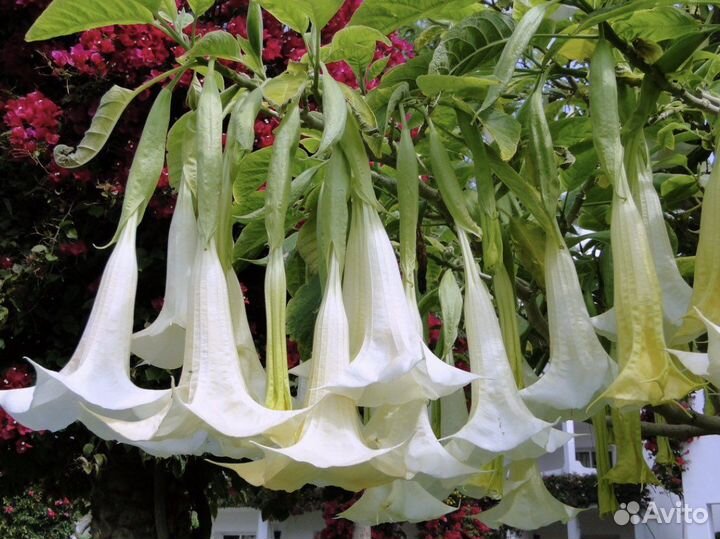Бругмансия цветы (ангельские колокола)